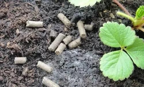 『盆土』盆土上长满白色的霉菌是咋回事？要怎么处理才能让植物健康生长