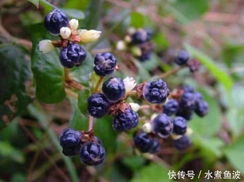  稀罕@果实像“炭渣”，吃了满嘴黑，儿时拿它当糖吃，老农却更稀