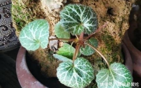 农村一种植物，看着不起眼，价值珍贵，具有效治湿疹，解毒和消肿