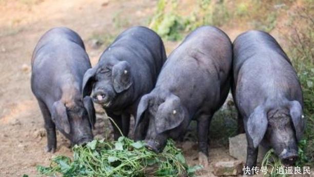 养猪会污染空气，专家建议禁止农民散养猪，老农民一句话怼回去