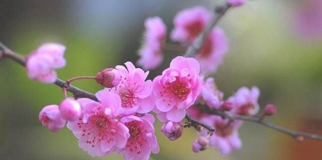  「追捧」花园种上这“2种”花，镇宅还养人，越养越贵，受人追捧！