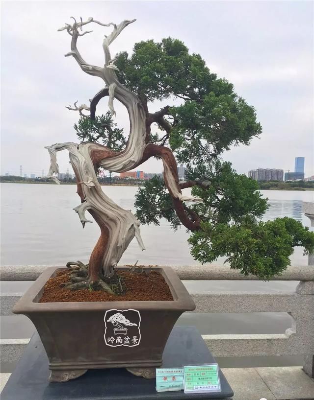 广州园艺博览会岭南盆景作品回顾