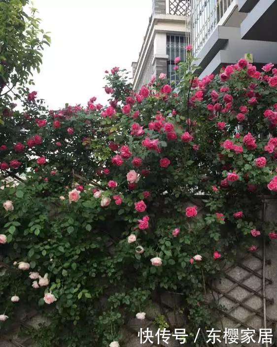 「只养」只养这1种花,就能打造绝美花园和阳台!月季品种和养护要点!