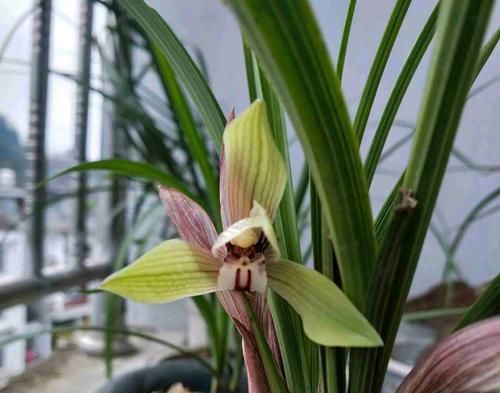  『植物』兰花根系和开花的关系，磷酸二氢钾会使兰花中毒是怎么回事？