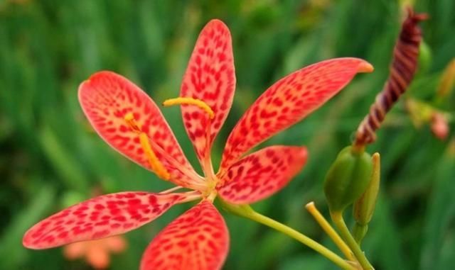  邻居■邻居把这种中药材当花养，虽然“任性”，不得不说开花真美