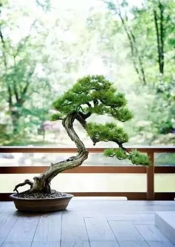 盆景展 ,美美美 !