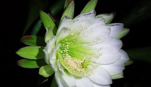  『草本植物』名字带有“龙”的植物花卉，龙吐珠、龙船花，你还知道有多少种呢