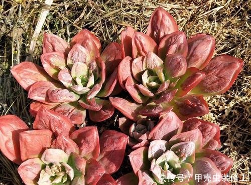 【值钱】这些多肉,长的“疙疙瘩瘩”,丑到不敢看,但是养好了,却很值钱