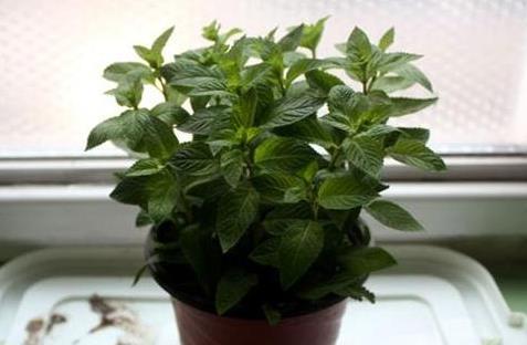 『甲醛』这“3种”绿植摆客厅,既能吸甲醛,又能除病菌,养一盆都值了!