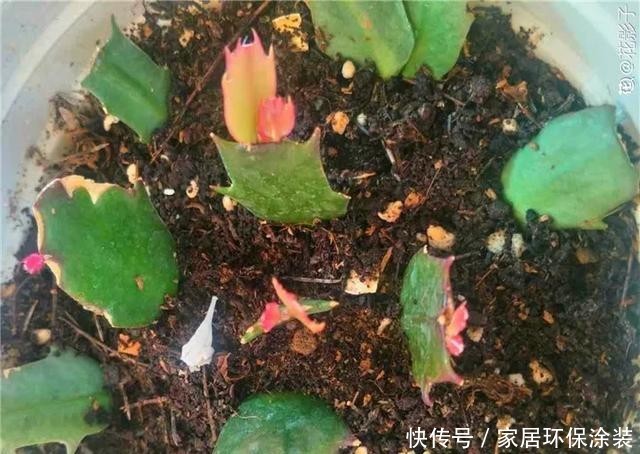  #长寿花#养花技巧：这5种花不用买了，蹭掉的叶子塞盆里，立马又冒一大盆