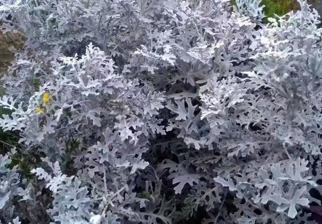  #叶菊可以#它是不用看花的菊科植物，叶片银闪闪，美得发光，耐寒好养