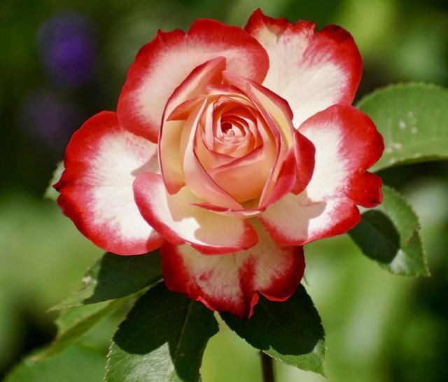 花朵搭配上绿色的叶，非常娇艳欲滴，看起来让人心情愉悦