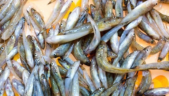  #沙子#农村河里，一种趴在沙子里的小鱼，以前没人要，如今真是