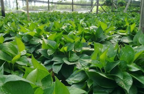  『绿萝』夏季绿萝怎么养护，只要做好三个方面，轻松爆盆