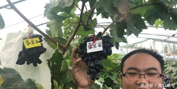 “再见了”水稻，我国又一新品农作物！亩产三千斤，比养猪值！