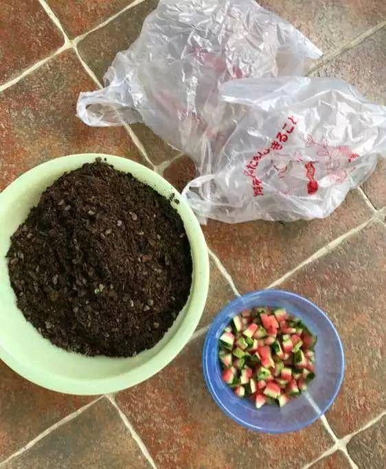  「花肥」吃完西瓜皮就扔？可惜它被制成了肥水，栀子花和茉莉花！