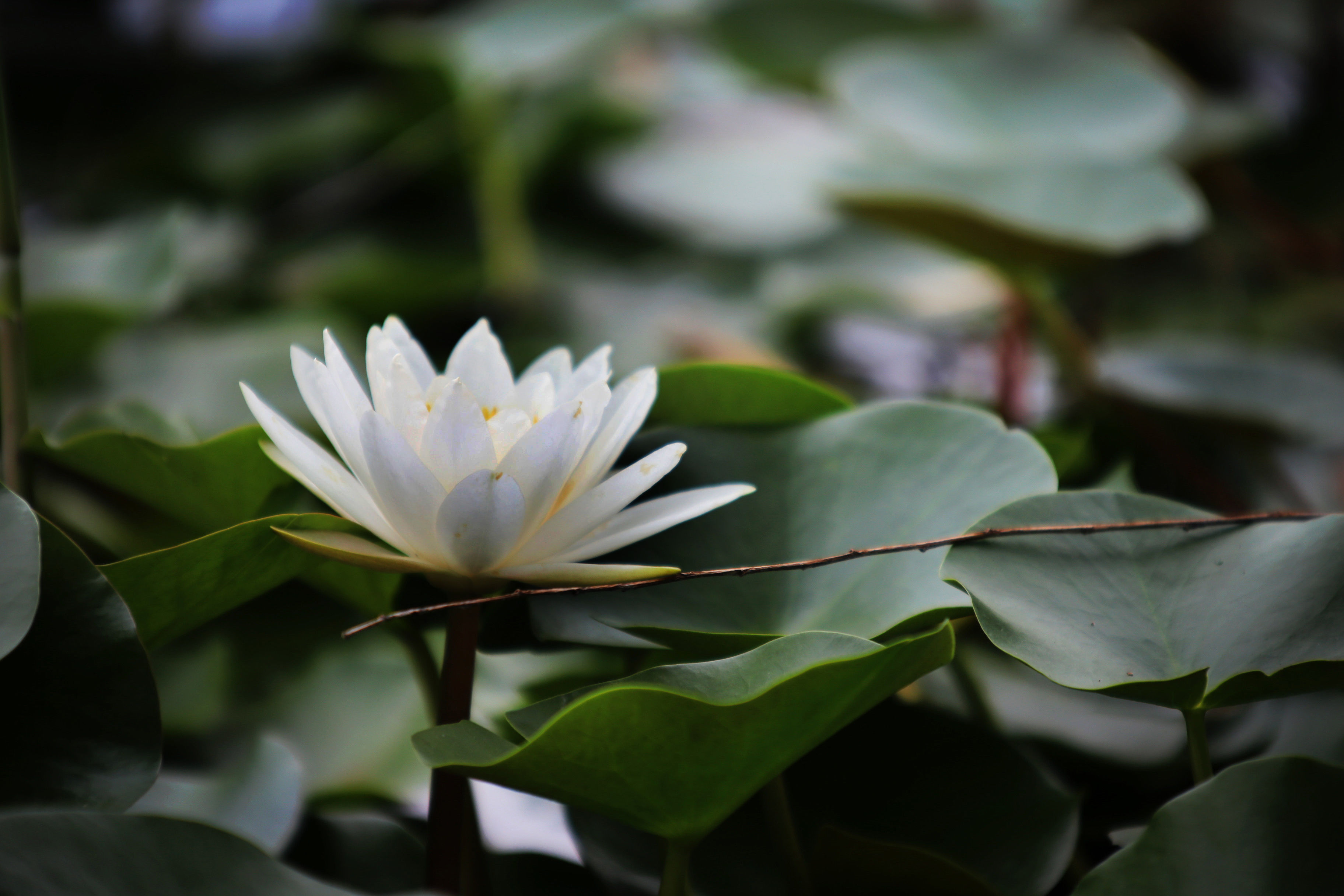 北京市区里:竟然有一座11层楼高佛像