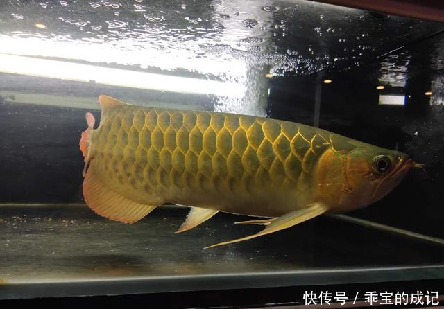 『养鱼老道』为什么说瞧不起饲养练手鱼的鱼友,其实就是瞧不起我们自己?