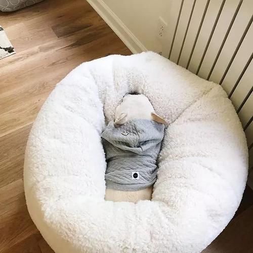  [猪猪]这猪猪狗的精致生活，我也想要体验一次，我有点羡慕