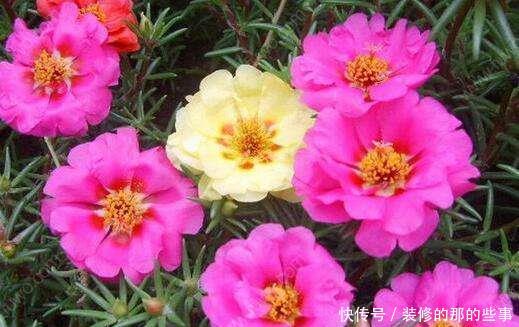 『石竹花』3种花,是“开花机器”,家里养起来,果断变成小花园!
