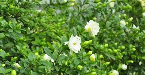  水里■绿化带里剪根枝，丢水里7天就生根，1个大花盆还装不下！