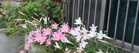 『植物』4种植物,容易'爆'崽子,掰下来'见'土就活,你家有吗?