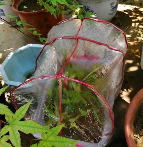  『扦插』红枫扦插生根很难？给红枫枝条安个家，30天生根，一次扦插几十盆