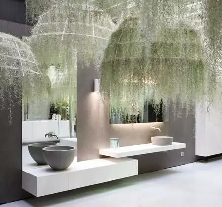  附生植物：植物能“自由”成什么样？教你几种“不要土”的附生植物...