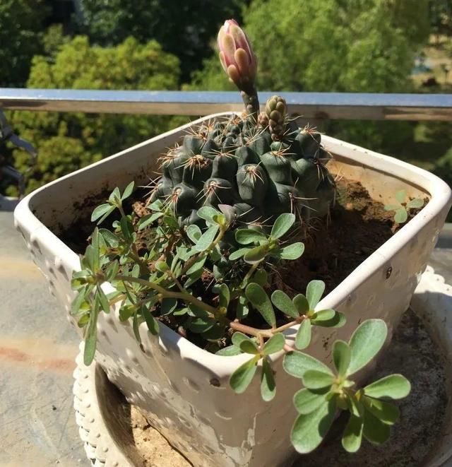  [黄花酢浆草]花盆里长出蘑菇，马上拔干净，否则就是大祸害！