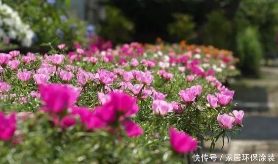 #品种#太阳花竟也有这么多品种,开成花海,也能成为惊世美景