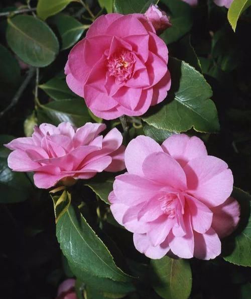  『艳丽』山茶花它有着引人注目的翠绿叶子，花朵看起来非常典雅艳丽