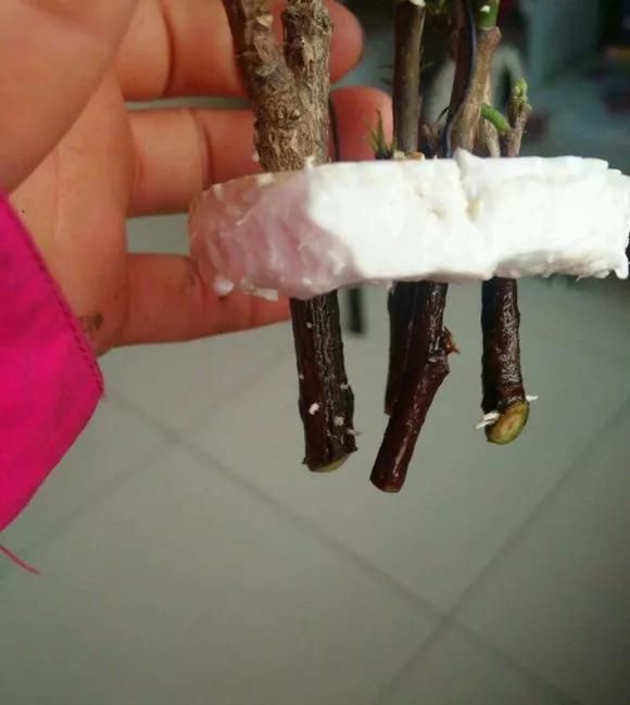  花钱买■“4种花”不用花钱买,折根枝条放水中,半个月生根,好养活的很