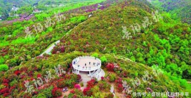 一花一世界，一叶一菩提——奇花异草西洋鹃，赏花旅游百里杜鹃花