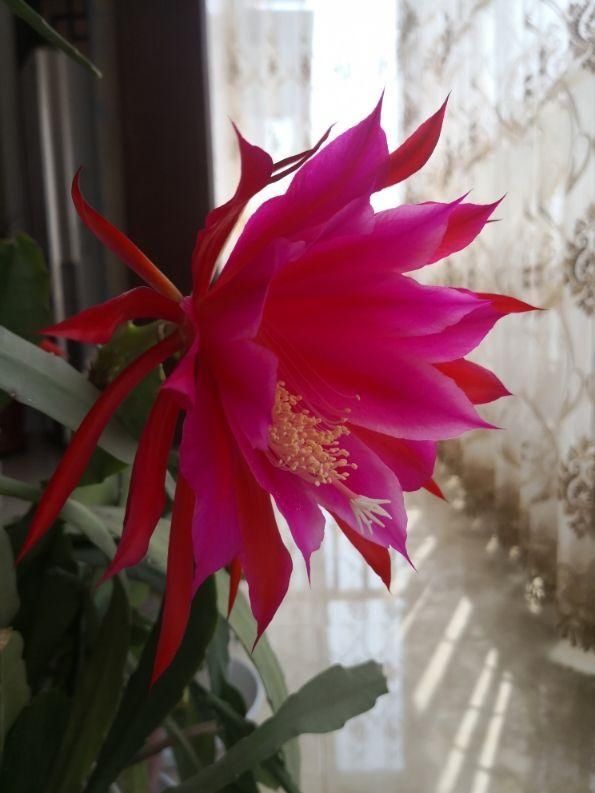  #充足#养令箭荷花，做好“这5点”，花大色艳，一次开花20朵