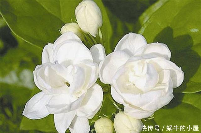  花香|夏天做好这3点，茉莉开花多花香重，家里满满的茉莉香