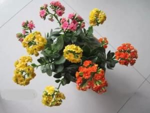  适合：春天适合嫁接，剪点长寿花嫩枝，嫁接玉树上，同时开出3个色