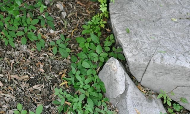  蛇伤@农村山里一奇草，蛇见到就跑，人称“五爪龙”，对付蛇伤有