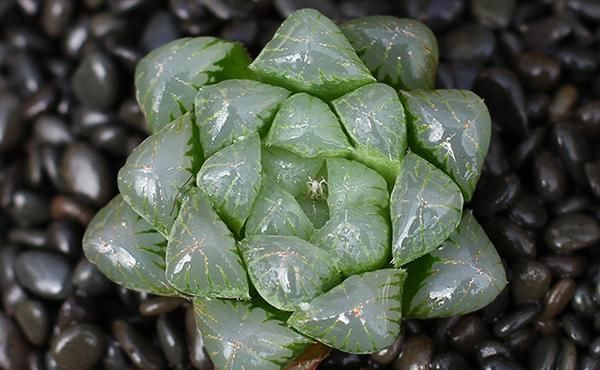 『品种』水灵灵的多肉植物-玉露的品种和图片欣赏