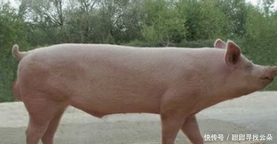  「大国」美国为什么能成为养猪第一大国，人家的猪粪说明一切！