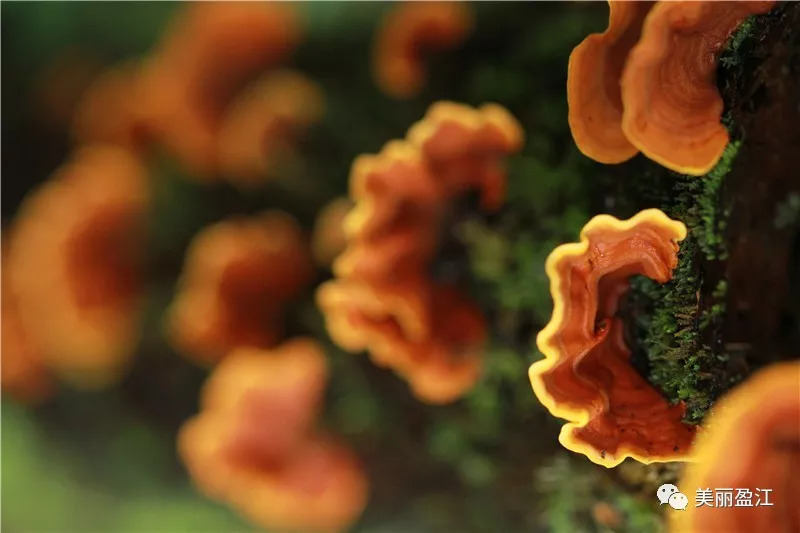 德宏盈江有个"云端上的寨子"