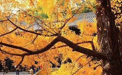  槐树@北京人的生活，一年四季都离不开树！