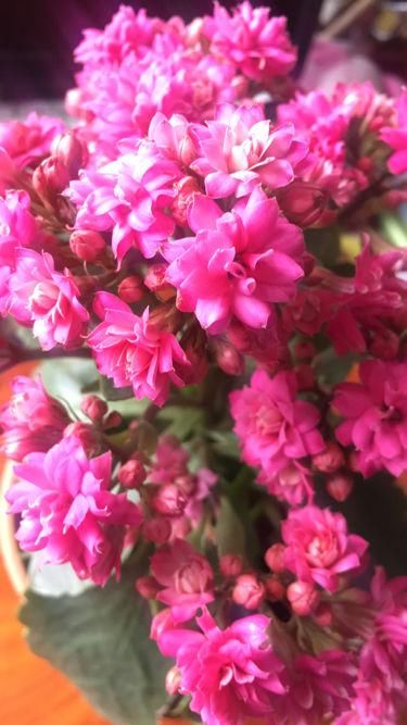  「很快」封闭阳台养这4种花，很快变成花海，现在养刚刚好
