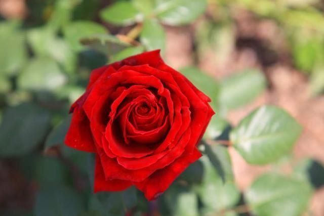 「月季」海上花语51|月季:花亘四时,不败岁月