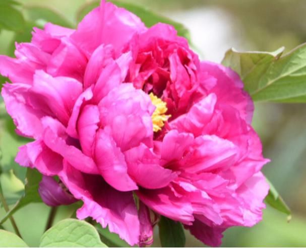 『区别』牡丹花和芍药花的区别在哪里?如何区分?