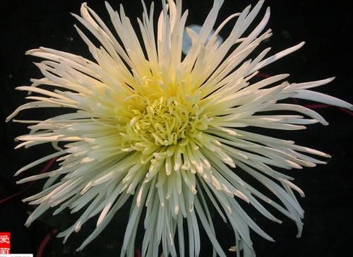  闪闪：喜欢菊花，就养盆“珍贵名菊”玉翎管，似银针四射，荧光闪闪