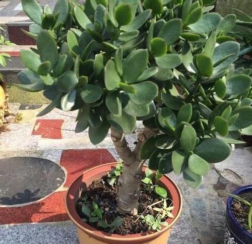  『花草』喜欢养花得提前做功课，摸清3方面习性，花草植物越长越壮实