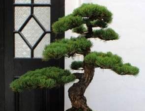  #海派#海派盆景的特点是怎么形成的？飘若淡然，恬静娴雅！