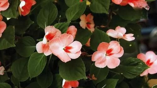  『生长良好』一些特别喜欢生长在阴凉处的开花植物，树荫下和背阴的阳台都能种