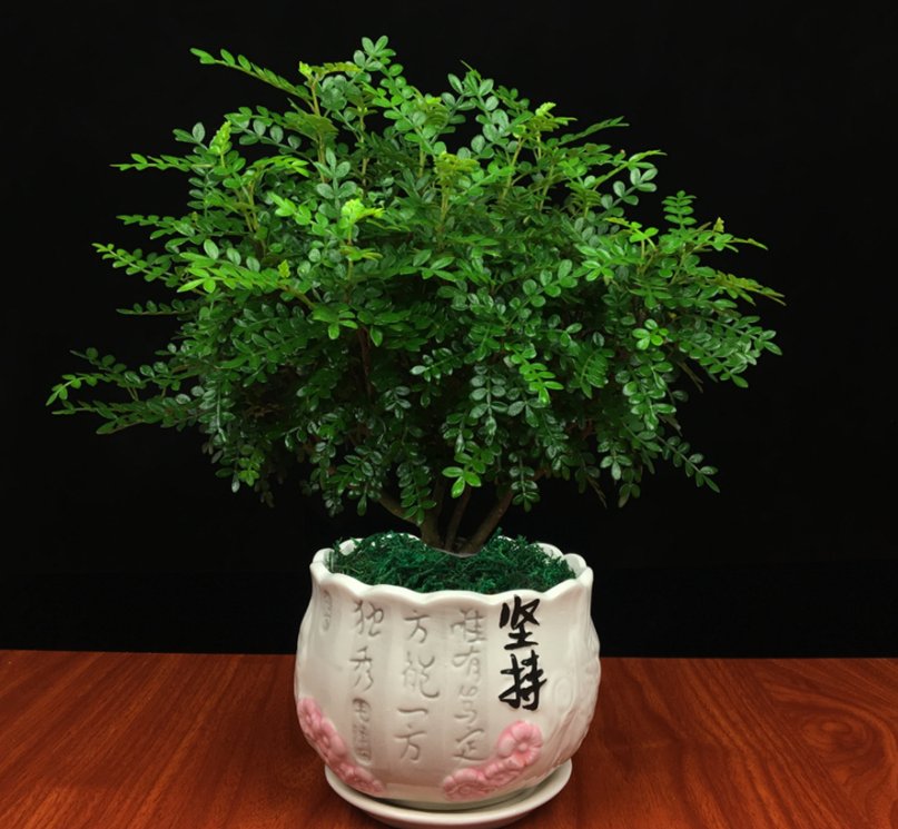  绿萝■阳台别只养绿萝！瞧以下几种绿植，净化空气，大气美观