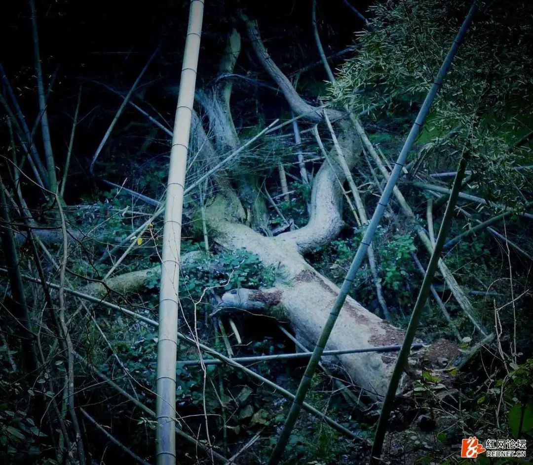 再访湘潭600年树龄的“苦槠树”，谁还记得它